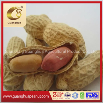 Hot Sale New Crop Roasted Peanut in Shell From Shandong